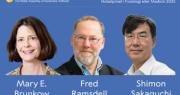 El Nobel Medicina fue para tres científicos por sus descubrimientos sobre cómo se autorregula el sistema inmune