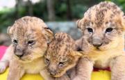 VIRAL: Los tres leoncitos nacidos en el Zoológico de Mérida salieron por primera vez al aire libre y cautivaron a los visitantes