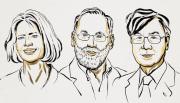 Trío de expertos gana Nobel de Medicina 2025 por hallazgos sobre sistema inmune – Correo del Caroní