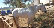 Robaron un caballo en Sarmiento y lo encontraron en Caucete: un joven quedó detenido