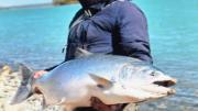 Pescó un salmón de 30 kilos y ganó más de un millón de pesos
