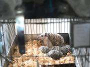 Rescatan 87 erizos africanos de un criadero ilegal de Balvanera: estaban valuados en 10 millones de pesos