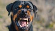 Niño de 2 años falleció tras ataque de dos perros en una guardería ilegal en EEUU