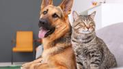 Las claves para la convivencia de perros y gatos dentro del hogar, esto dice una especialista