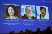 Nobel de Medicina por estudios sobre células T reguladoras