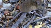 Falleció un joven de 20 años por hantavirus