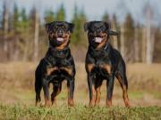 Un nene de 2 años murió atacado por rottweilers mientras su niñera dormía la siesta