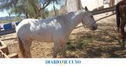 Robaron un caballo en Sarmiento y fue recuperado en Caucete
