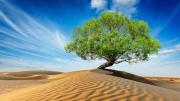 El único árbol en medio del desierto del Sahara que era vital para las rutas comerciales y militares