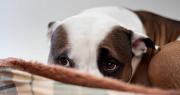 Intentos de biocidio: en menos de cuatro días, dos mascotas han sufrido brutales agresiones en Quillacollo