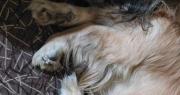 ¡Indignante! Hombre pisa la cabeza de una perrita que se asomaba por debajo de la puerta de una casa
