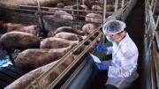 Panorama del sector porcino: “Tiene una de las expectativas de crecimiento más grande dentro de lo que es el sector de las carnes”