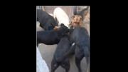 Rescataron a 14 perros en malas condiciones higiénicas de una vivienda de Varela