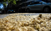 Por qué hay invasión de pelusas en Buenos Aires: de dónde provienen