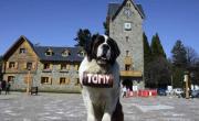 La verdadera y polémica historia detrás de los perros San Bernardo de Bariloche