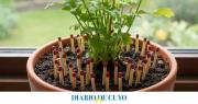 Para qué sirve poner fósforos en una maceta: truco viral para cuidar las plantas