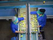 Estamos reinvirtiendo fuerte: una fruta vive un sorpresivo boom en las exportaciones y esperan dos años con demanda sostenida