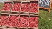 Se paró a comprar frutillas en la ruta pero se llevó una inesperada sorpresa