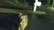 CONMOVEDOR: El perro que ayudó a la policía a rescatar a una anciana en peligro tras aparatosa caída