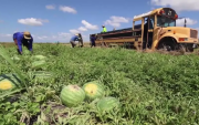 Los agricultores de la Florida luchan porque menos trabajadores migrantes quieren visas H-2A