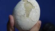 Streaming del CONICET: encontraron un huevo de dinosaurio carnívoro en la Expedición Cretácica en la Patagonia