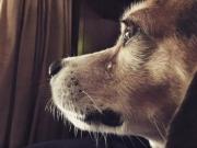 Un estudio demostró que los perros lloran al reencontrarse con sus dueños