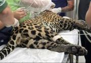 Rescatan a un jaguar herido de bala en el río Negro, Amazonas