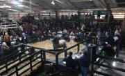 Más de un millón de dólares en ventas en la Exposición Rural de Bahía Blanca