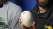 Científicos del Conicet hallaron un nido de huevos de un dinosaurio carnívoro y lo mostraron en vivo por streaming