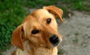 Ahorcó a su perro con un cable en Salta: piden elevar a juicio el caso