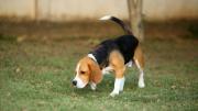 Las razones por las que debes dejar a tu perro olfatear todo lo posible durante los paseos
