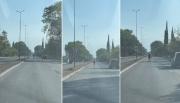 Un caballo corrió suelto por avenida Tavella en plena hora pico 