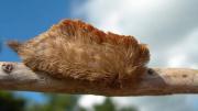 Oruga venenosa en Florida: ¿Cómo actuar si tocas al insecto que parece un peluche?