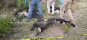 Hallan cuatro cóndores y un can muertos en Cochabamba, sospechan que fueron envenenados