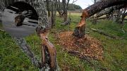 Destruye los bosques y genera pérdidas millonarias: la plaga que invade las Patagonias de Chile y Argentina