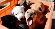 Llega a La Plata una nueva Feria a Beneficio de Animales Rescatados