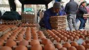 En Tarija se producen 137 millones de huevos por año para el mercado local