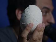Sensacional hallazgo: encontraron un huevo de dinosaurio carnívoro en la Patagonia