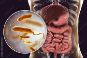 Descubren un mecanismo bacteriano que podría destruir células tumorales