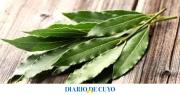Hervir hojas de laurel: los increíbles beneficios que trae a la salud