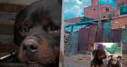 Dos perros de raza rottweiler matan a otro can en un criadero clandestino