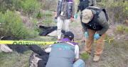 Hallan a cuatro cóndores muertos, se presume que comieron los restos de un perro que fue envenenado