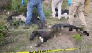 Hallan cuatro cóndores y un can muertos en Cochabamba, sospechan que fueron envenenados