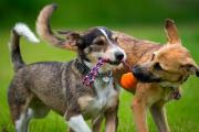 Los perros muestran comportamientos similares a la adicción respecto a sus juguetes