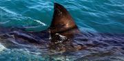 El tiburón blanco más escurridizo del mundo apareció en Canadá y podría resolver el mayor enigma de la biología marina