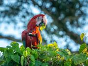 Apuntan a un grupo de chicos de entre 10 y 12 años por matar a Charrúa, un guacamayo rojo protegido
