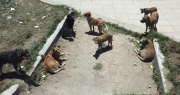 Once casos de rabia canina en Cochabamba, el último perro detectado mordió a su dueño