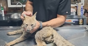 Sobreviviente del fuego: el zorrito rescatado en Pocito se recupera y creen que no tendrá secuelas