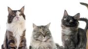 Cuál es la verdadera edad de tu gato: la fórmula que usan los veterinarios para calcularla