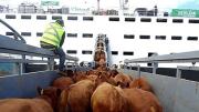 Animalistas cruzaron a Milei por Los barcos de la muerte y por la Ley Conan: Es un desastre